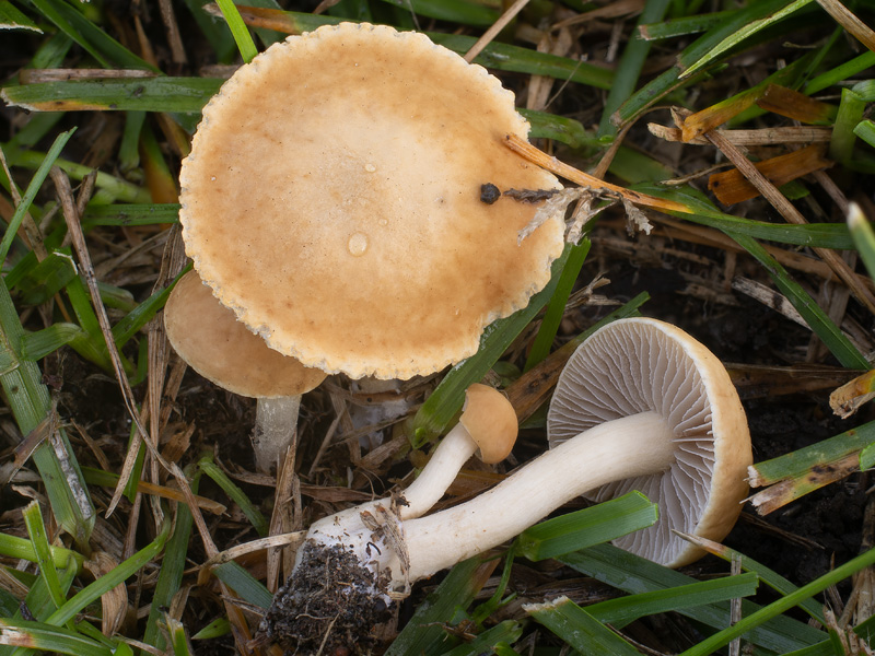 Agrocybe vervacti